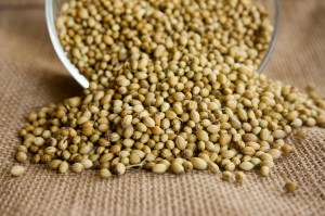 coriander-166989_1280