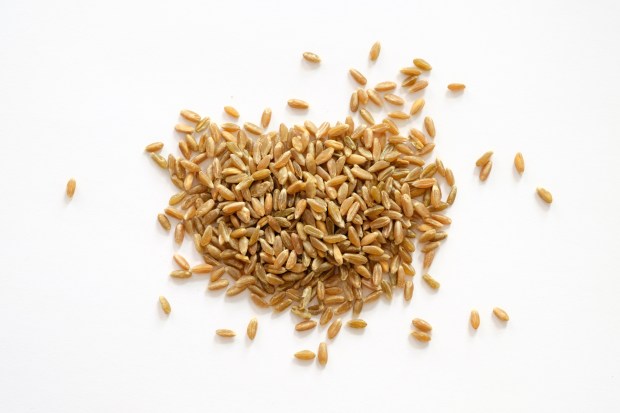 Tante_Lemi_Gladbach_Grünkern