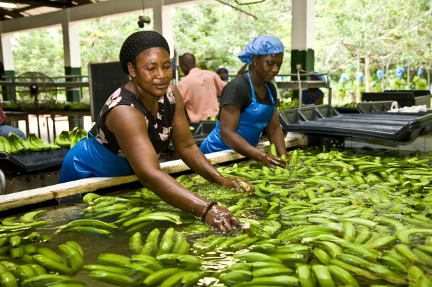 Banana Organic Fair Trade