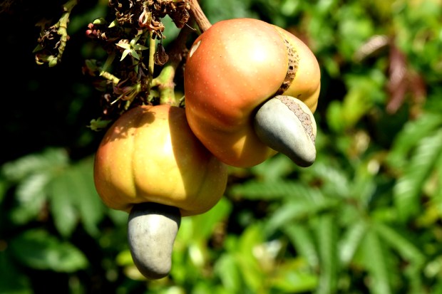 cashew-2197621_1920