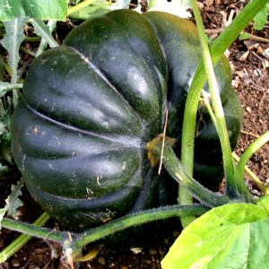 1024px-Cucurbita_moschata_Musquée_de_Provence_-_-Courge_musquée-_squash_gourd