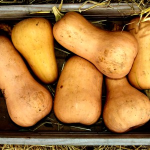 pumpkin-2802114_1920