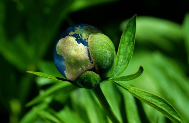 Blühende Erde - Pixabay